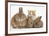 Ginger-And-White Kitten, Sandy Netherland Dwarf-Cross Rabbit and Baby Lionhead Cross Rabbits-Mark Taylor-Framed Photographic Print