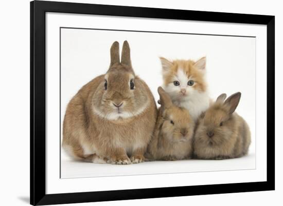 Ginger-And-White Kitten, Sandy Netherland Dwarf-Cross Rabbit and Baby Lionhead Cross Rabbits-Mark Taylor-Framed Photographic Print