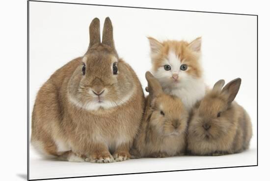 Ginger-And-White Kitten, Sandy Netherland Dwarf-Cross Rabbit and Baby Lionhead Cross Rabbits-Mark Taylor-Mounted Photographic Print