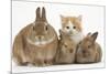 Ginger-And-White Kitten, Sandy Netherland Dwarf-Cross Rabbit and Baby Lionhead Cross Rabbits-Mark Taylor-Mounted Photographic Print