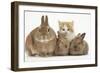 Ginger-And-White Kitten, Sandy Netherland Dwarf-Cross Rabbit and Baby Lionhead Cross Rabbits-Mark Taylor-Framed Photographic Print