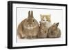 Ginger-And-White Kitten, Sandy Netherland Dwarf-Cross Rabbit and Baby Lionhead Cross Rabbits-Mark Taylor-Framed Photographic Print