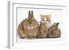 Ginger-And-White Kitten, Sandy Netherland Dwarf-Cross Rabbit and Baby Lionhead Cross Rabbits-Mark Taylor-Framed Photographic Print