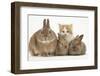 Ginger-And-White Kitten, Sandy Netherland Dwarf-Cross Rabbit and Baby Lionhead Cross Rabbits-Mark Taylor-Framed Photographic Print