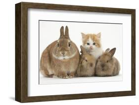Ginger-And-White Kitten, Sandy Netherland Dwarf-Cross Rabbit and Baby Lionhead Cross Rabbits-Mark Taylor-Framed Photographic Print