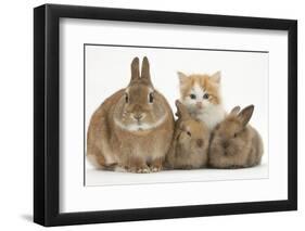 Ginger-And-White Kitten, Sandy Netherland Dwarf-Cross Rabbit and Baby Lionhead Cross Rabbits-Mark Taylor-Framed Photographic Print