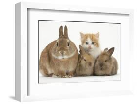 Ginger-And-White Kitten, Sandy Netherland Dwarf-Cross Rabbit and Baby Lionhead Cross Rabbits-Mark Taylor-Framed Photographic Print