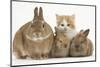 Ginger-And-White Kitten, Sandy Netherland Dwarf-Cross Rabbit and Baby Lionhead Cross Rabbits-Mark Taylor-Mounted Photographic Print