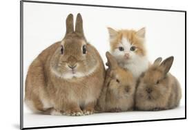 Ginger-And-White Kitten, Sandy Netherland Dwarf-Cross Rabbit and Baby Lionhead Cross Rabbits-Mark Taylor-Mounted Photographic Print