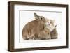 Ginger-And-White Kitten, Sandy Netherland Dwarf-Cross Rabbit, and Baby Lionhead Cross Rabbits-Mark Taylor-Framed Photographic Print