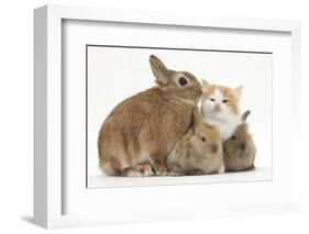 Ginger-And-White Kitten, Sandy Netherland Dwarf-Cross Rabbit, and Baby Lionhead Cross Rabbits-Mark Taylor-Framed Photographic Print