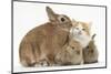 Ginger-And-White Kitten, Sandy Netherland Dwarf-Cross Rabbit, and Baby Lionhead Cross Rabbits-Mark Taylor-Mounted Photographic Print