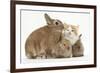 Ginger-And-White Kitten, Sandy Netherland Dwarf-Cross Rabbit, and Baby Lionhead Cross Rabbits-Mark Taylor-Framed Photographic Print