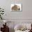 Ginger-And-White Kitten, Sandy Netherland Dwarf-Cross Rabbit, and Baby Lionhead Cross Rabbits-Mark Taylor-Mounted Photographic Print displayed on a wall