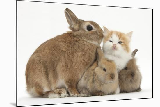 Ginger-And-White Kitten, Sandy Netherland Dwarf-Cross Rabbit, and Baby Lionhead Cross Rabbits-Mark Taylor-Mounted Photographic Print