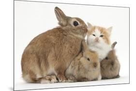 Ginger-And-White Kitten, Sandy Netherland Dwarf-Cross Rabbit, and Baby Lionhead Cross Rabbits-Mark Taylor-Mounted Photographic Print