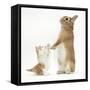 Ginger-And-White Kitten with Sandy Netherland Dwarf-Cross Rabbit-Mark Taylor-Framed Stretched Canvas