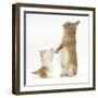 Ginger-And-White Kitten with Sandy Netherland Dwarf-Cross Rabbit-Mark Taylor-Framed Photographic Print