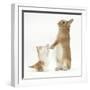 Ginger-And-White Kitten with Sandy Netherland Dwarf-Cross Rabbit-Mark Taylor-Framed Photographic Print