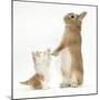 Ginger-And-White Kitten with Sandy Netherland Dwarf-Cross Rabbit-Mark Taylor-Mounted Photographic Print