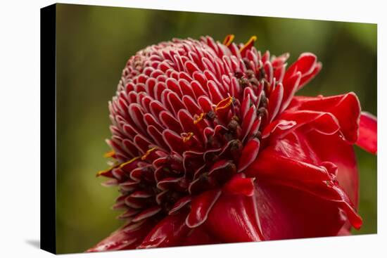 Ginger Blossom, Hawaii Tropical Botanical Garden, Hawaii, USA-Jaynes Gallery-Stretched Canvas