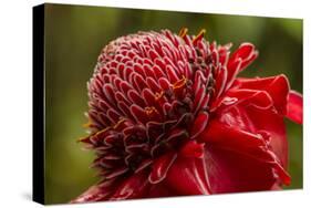 Ginger Blossom, Hawaii Tropical Botanical Garden, Hawaii, USA-Jaynes Gallery-Stretched Canvas