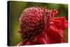 Ginger Blossom, Hawaii Tropical Botanical Garden, Hawaii, USA-Jaynes Gallery-Stretched Canvas