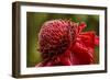 Ginger Blossom, Hawaii Tropical Botanical Garden, Hawaii, USA-Jaynes Gallery-Framed Photographic Print