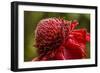 Ginger Blossom, Hawaii Tropical Botanical Garden, Hawaii, USA-Jaynes Gallery-Framed Photographic Print