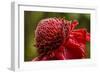 Ginger Blossom, Hawaii Tropical Botanical Garden, Hawaii, USA-Jaynes Gallery-Framed Photographic Print