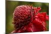Ginger Blossom, Hawaii Tropical Botanical Garden, Hawaii, USA-Jaynes Gallery-Mounted Photographic Print