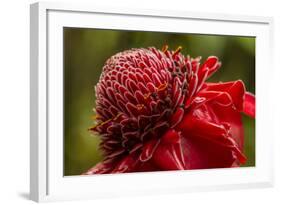 Ginger Blossom, Hawaii Tropical Botanical Garden, Hawaii, USA-Jaynes Gallery-Framed Photographic Print