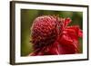 Ginger Blossom, Hawaii Tropical Botanical Garden, Hawaii, USA-Jaynes Gallery-Framed Photographic Print