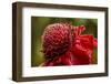 Ginger Blossom, Hawaii Tropical Botanical Garden, Hawaii, USA-Jaynes Gallery-Framed Photographic Print