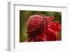 Ginger Blossom, Hawaii Tropical Botanical Garden, Hawaii, USA-Jaynes Gallery-Framed Photographic Print