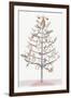 Ginger Bread Tree I-PI Studio-Framed Art Print