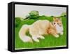 Ginger Cat in Field-Joan Freestone-Framed Stretched Canvas