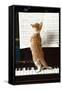 Ginger Cat Kitten on Piano-null-Framed Stretched Canvas