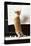 Ginger Cat Kitten on Piano-null-Stretched Canvas