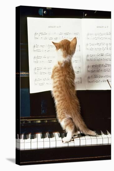 Ginger Cat Kitten on Piano-null-Stretched Canvas