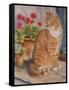 Ginger Cat on Doorstep-Janet Pidoux-Framed Stretched Canvas