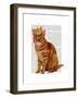 Ginger Cat with Crown Full-Fab Funky-Framed Art Print