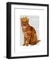 Ginger Cat with Crown Full-Fab Funky-Framed Art Print