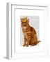 Ginger Cat with Crown Full-Fab Funky-Framed Art Print