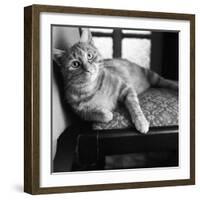 Ginger Cat-Staff-Framed Photographic Print