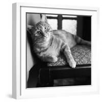 Ginger Cat-Staff-Framed Photographic Print