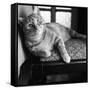 Ginger Cat-Staff-Framed Stretched Canvas