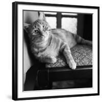 Ginger Cat-Staff-Framed Photographic Print