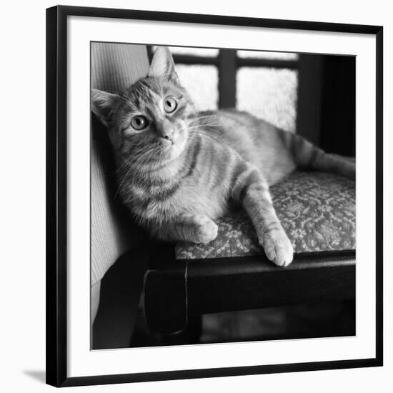 Ginger Cat-Staff-Framed Photographic Print