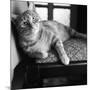 Ginger Cat-Staff-Mounted Photographic Print